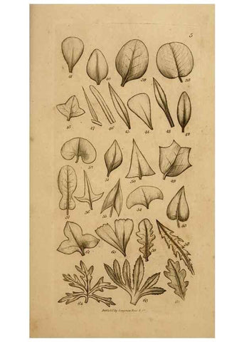 Reproducción/Reproduction 8385919093: An introduction to physiological and systematical botany /. London :Printed for Longman, Hurst, Rees, Orme, and Brown,1819.