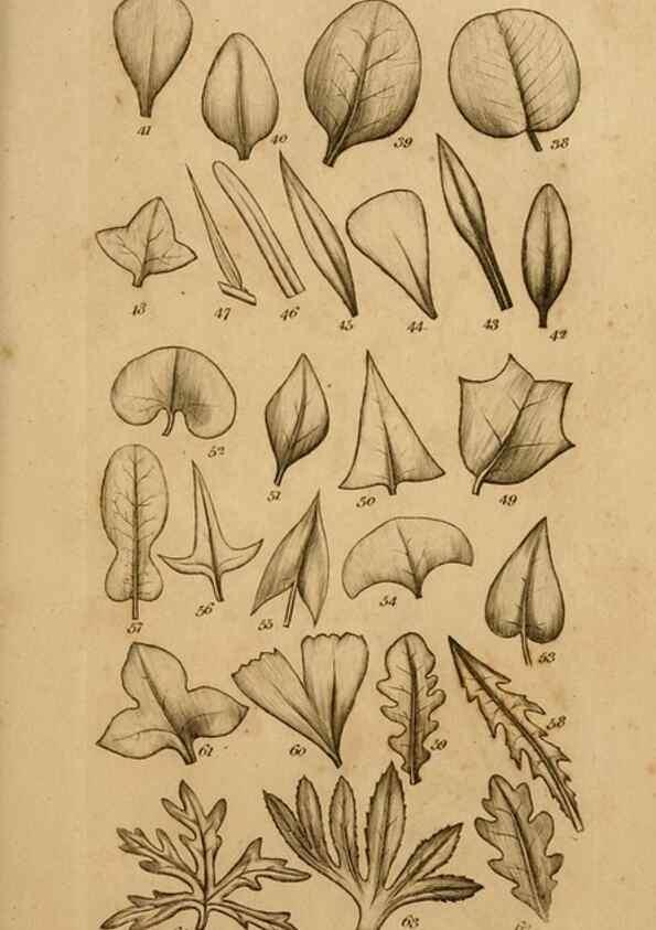 Reproducción/Reproduction 8385919093: An introduction to physiological and systematical botany /. London :Printed for Longman, Hurst, Rees, Orme, and Brown,1819.