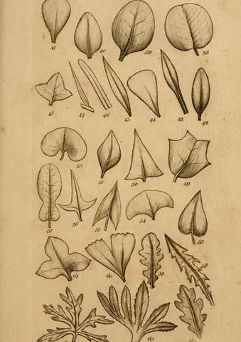 Reproducción/Reproduction 8385919093: An introduction to physiological and systematical botany /. London :Printed for Longman, Hurst, Rees, Orme, and Brown,1819.