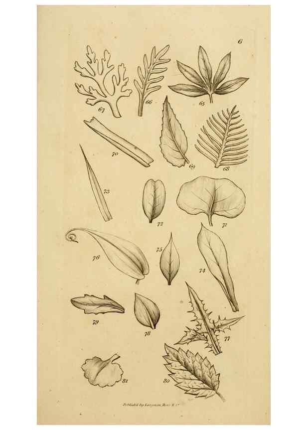 Reproducción/Reproduction 8385919833: An introduction to physiological and systematical botany /. London :Printed for Longman, Hurst, Rees, Orme, and Brown,1819.