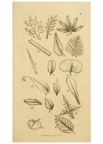 Reproducción/Reproduction 8385919833: An introduction to physiological and systematical botany /. London :Printed for Longman, Hurst, Rees, Orme, and Brown,1819.