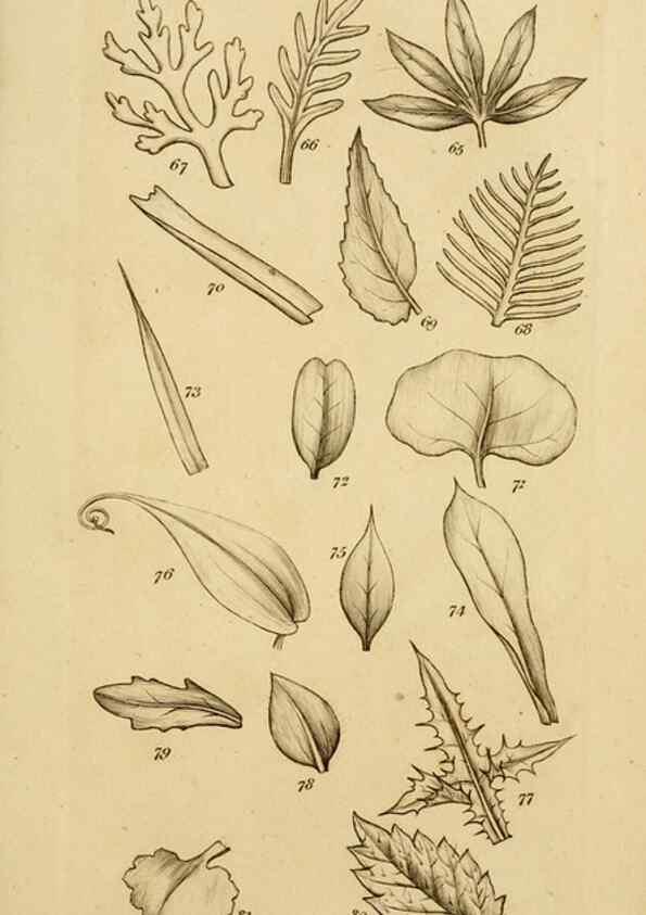 Reproducción/Reproduction 8385919833: An introduction to physiological and systematical botany /. London :Printed for Longman, Hurst, Rees, Orme, and Brown,1819.