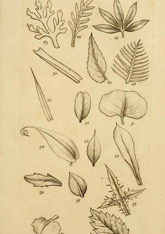 Reproducción/Reproduction 8385919833: An introduction to physiological and systematical botany /. London :Printed for Longman, Hurst, Rees, Orme, and Brown,1819.