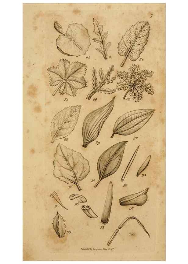 Reproducción/Reproduction 8385920507: An introduction to physiological and systematical botany /. London :Printed for Longman, Hurst, Rees, Orme, and Brown,1819.