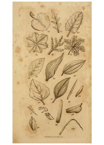 Reproducción/Reproduction 8385920507: An introduction to physiological and systematical botany /. London :Printed for Longman, Hurst, Rees, Orme, and Brown,1819.