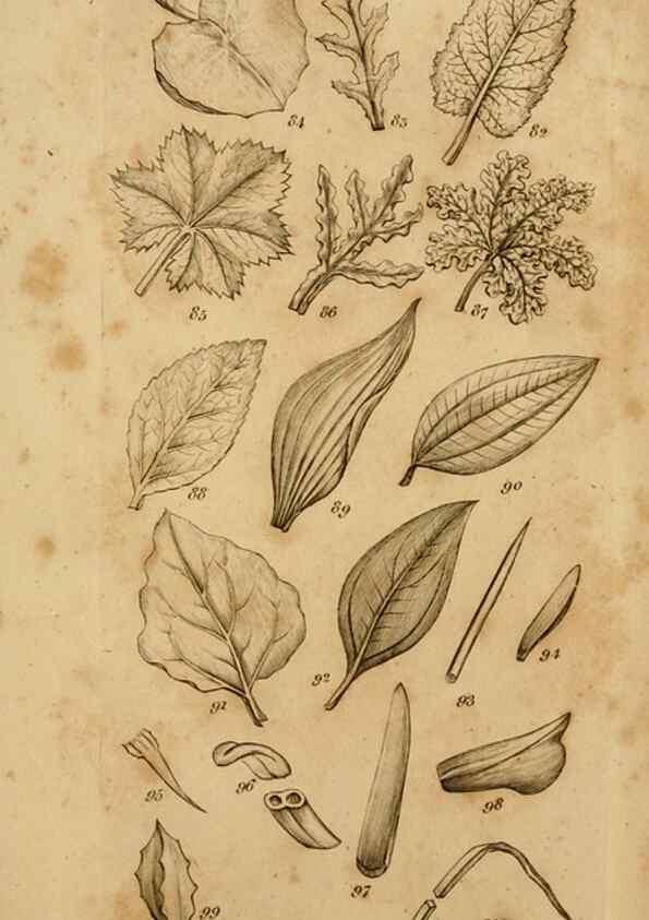 Reproducción/Reproduction 8385920507: An introduction to physiological and systematical botany /. London :Printed for Longman, Hurst, Rees, Orme, and Brown,1819.