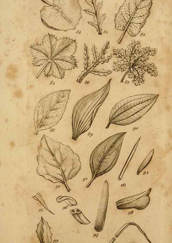 Reproducción/Reproduction 8385920507: An introduction to physiological and systematical botany /. London :Printed for Longman, Hurst, Rees, Orme, and Brown,1819.