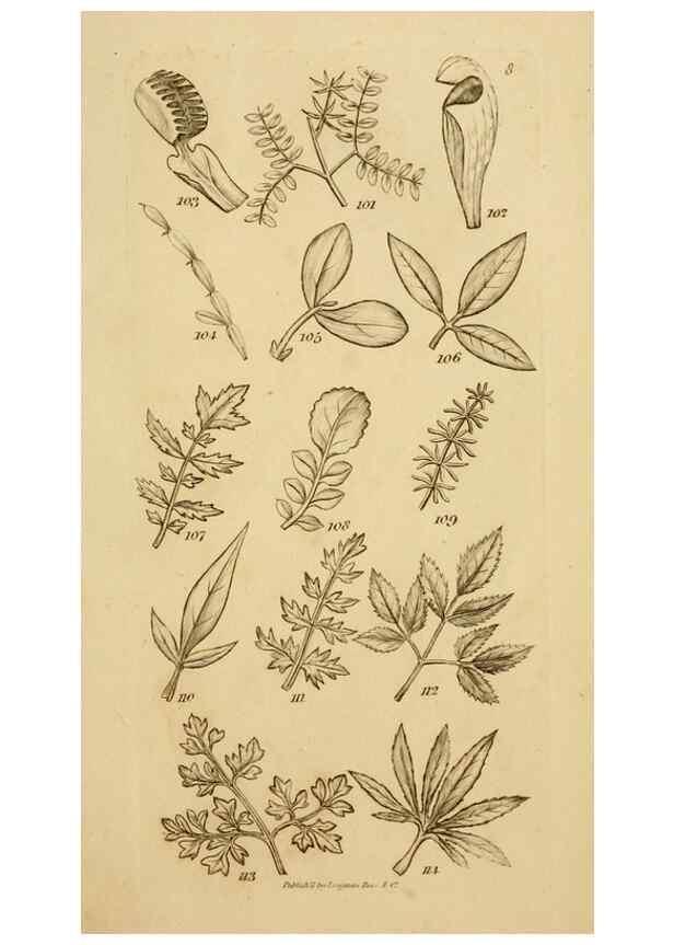 Reproducción/Reproduction 8387007300: An introduction to physiological and systematical botany /. London :Printed for Longman, Hurst, Rees, Orme, and Brown,1819.