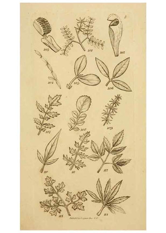 Reproducción/Reproduction 8387007300: An introduction to physiological and systematical botany /. London :Printed for Longman, Hurst, Rees, Orme, and Brown,1819.