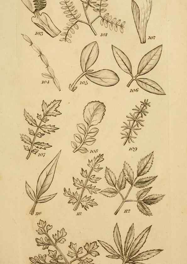 Reproducción/Reproduction 8387007300: An introduction to physiological and systematical botany /. London :Printed for Longman, Hurst, Rees, Orme, and Brown,1819.