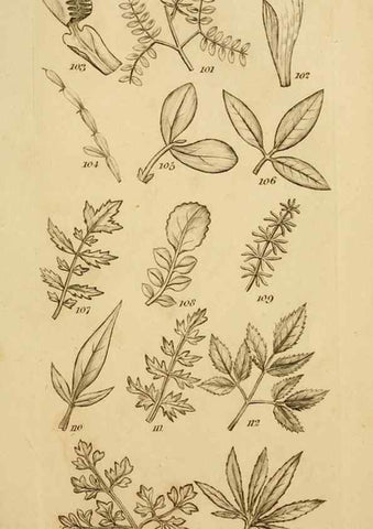 Reproducción/Reproduction 8387007300: An introduction to physiological and systematical botany /. London :Printed for Longman, Hurst, Rees, Orme, and Brown,1819.