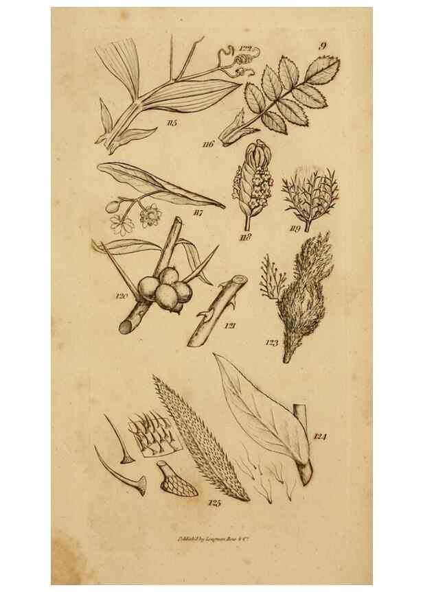 Reproducción/Reproduction 8385921659: An introduction to physiological and systematical botany /. London :Printed for Longman, Hurst, Rees, Orme, and Brown,1819.