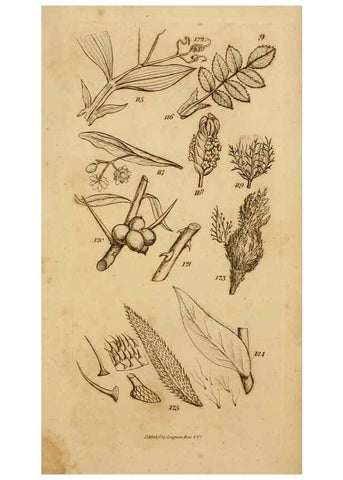 Reproducción/Reproduction 8385921659: An introduction to physiological and systematical botany /. London :Printed for Longman, Hurst, Rees, Orme, and Brown,1819.