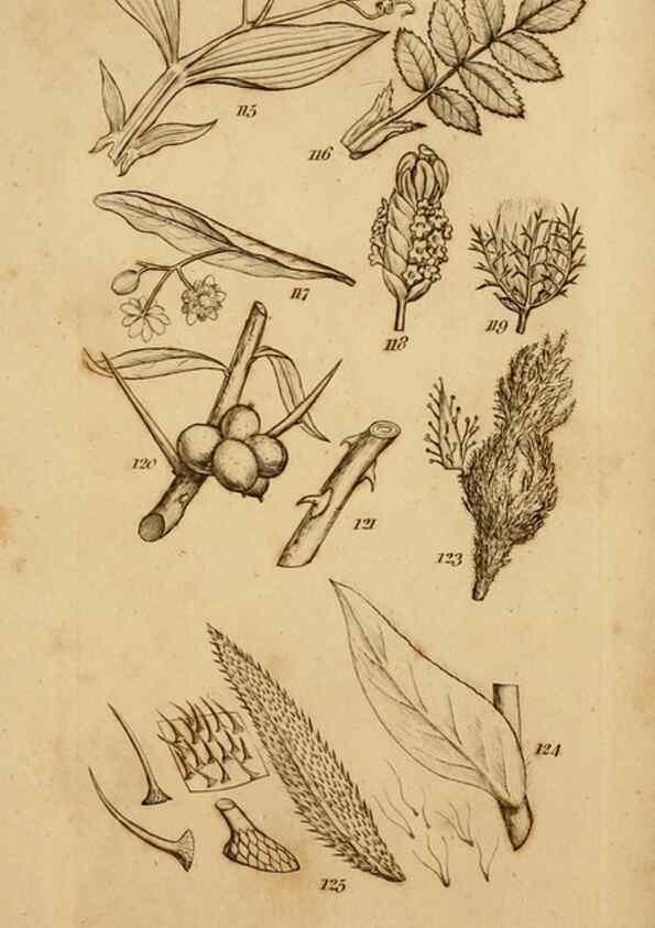 Reproducción/Reproduction 8385921659: An introduction to physiological and systematical botany /. London :Printed for Longman, Hurst, Rees, Orme, and Brown,1819.
