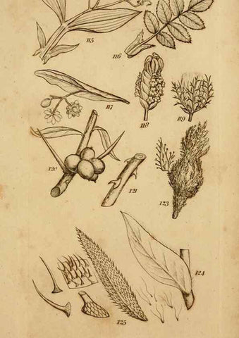 Reproducción/Reproduction 8385921659: An introduction to physiological and systematical botany /. London :Printed for Longman, Hurst, Rees, Orme, and Brown,1819.