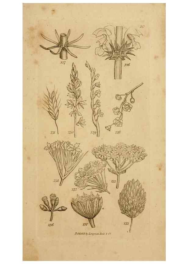 Reproducción/Reproduction 8385922173: An introduction to physiological and systematical botany /. London :Printed for Longman, Hurst, Rees, Orme, and Brown,1819.