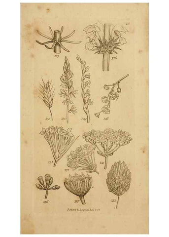 Reproducción/Reproduction 8385922173: An introduction to physiological and systematical botany /. London :Printed for Longman, Hurst, Rees, Orme, and Brown,1819.