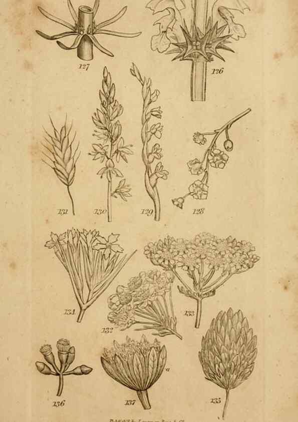 Reproducción/Reproduction 8385922173: An introduction to physiological and systematical botany /. London :Printed for Longman, Hurst, Rees, Orme, and Brown,1819.