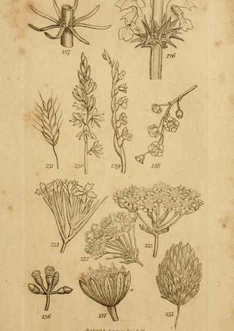 Reproducción/Reproduction 8385922173: An introduction to physiological and systematical botany /. London :Printed for Longman, Hurst, Rees, Orme, and Brown,1819.