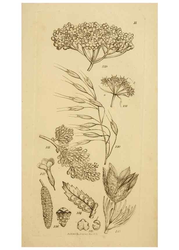 Reproducción/Reproduction 8385922767: An introduction to physiological and systematical botany /. London :Printed for Longman, Hurst, Rees, Orme, and Brown,1819.