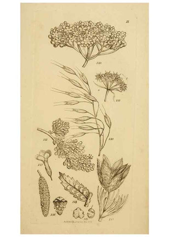 Reproducción/Reproduction 8385922767: An introduction to physiological and systematical botany /. London :Printed for Longman, Hurst, Rees, Orme, and Brown,1819.