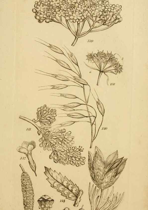 Reproducción/Reproduction 8385922767: An introduction to physiological and systematical botany /. London :Printed for Longman, Hurst, Rees, Orme, and Brown,1819.