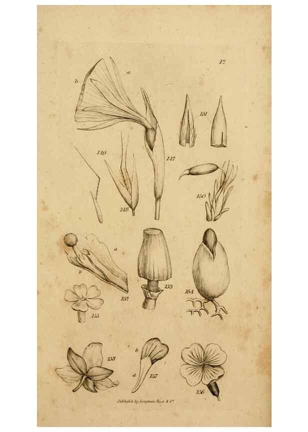 Reproducción/Reproduction 8385923239: An introduction to physiological and systematical botany /. London :Printed for Longman, Hurst, Rees, Orme, and Brown,1819.