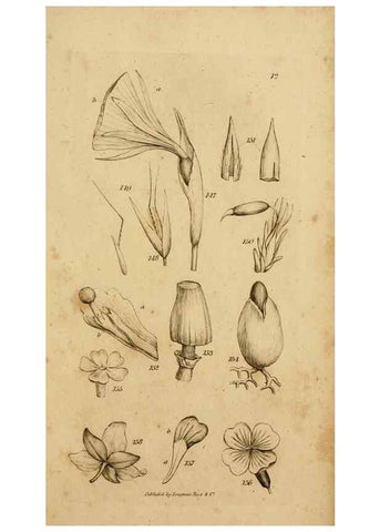 Reproducción/Reproduction 8385923239: An introduction to physiological and systematical botany /. London :Printed for Longman, Hurst, Rees, Orme, and Brown,1819.