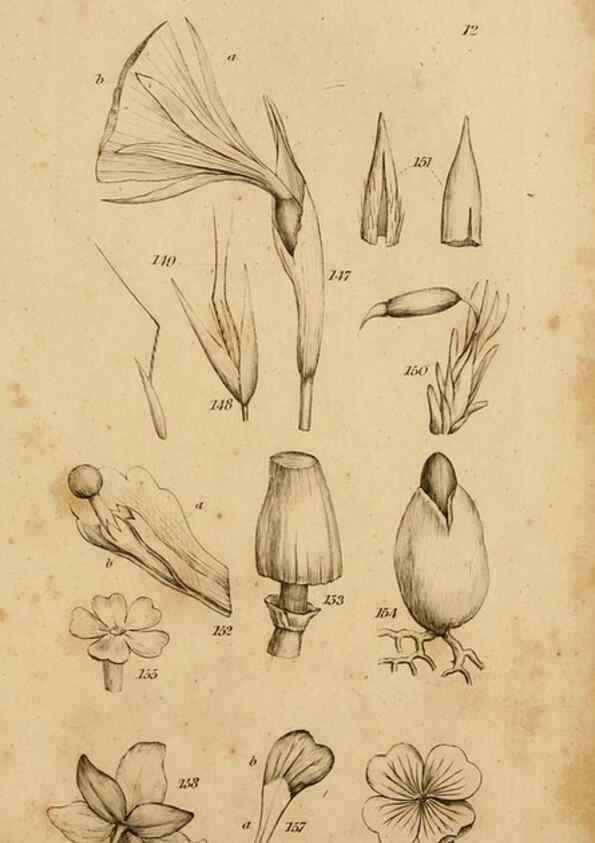 Reproducción/Reproduction 8385923239: An introduction to physiological and systematical botany /. London :Printed for Longman, Hurst, Rees, Orme, and Brown,1819.