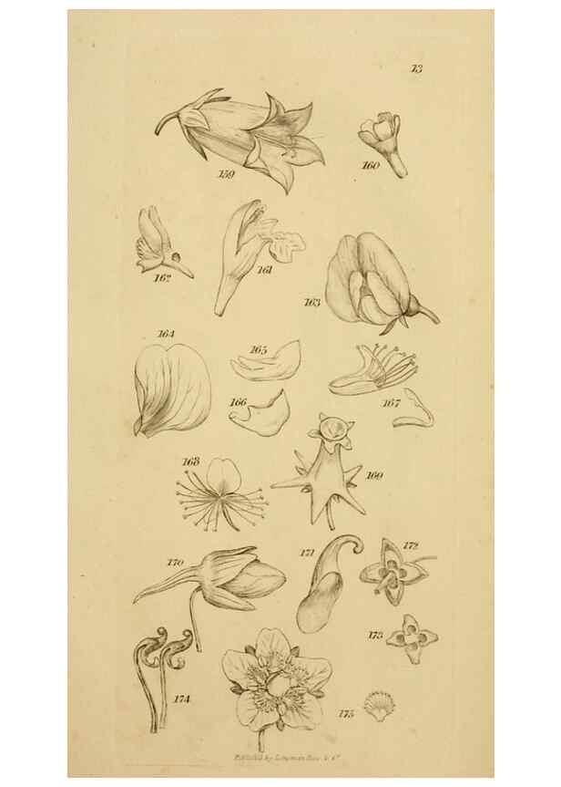 Reproducción/Reproduction 8387009896: An introduction to physiological and systematical botany /. London :Printed for Longman, Hurst, Rees, Orme, and Brown,1819.