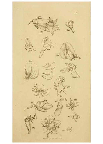 Reproducción/Reproduction 8387009896: An introduction to physiological and systematical botany /. London :Printed for Longman, Hurst, Rees, Orme, and Brown,1819.