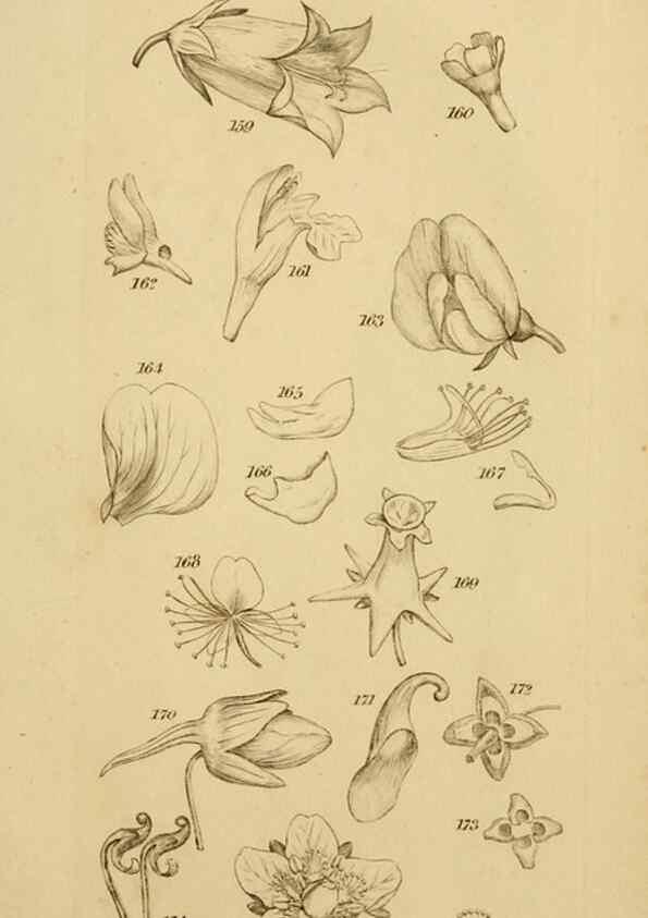 Reproducción/Reproduction 8387009896: An introduction to physiological and systematical botany /. London :Printed for Longman, Hurst, Rees, Orme, and Brown,1819.