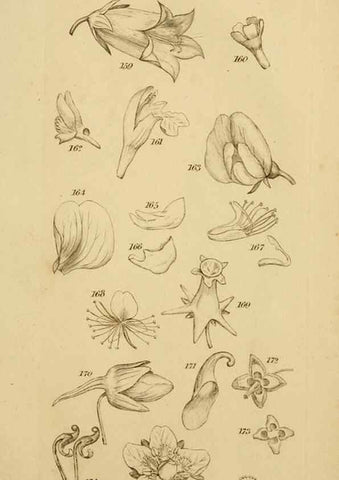 Reproducción/Reproduction 8387009896: An introduction to physiological and systematical botany /. London :Printed for Longman, Hurst, Rees, Orme, and Brown,1819.