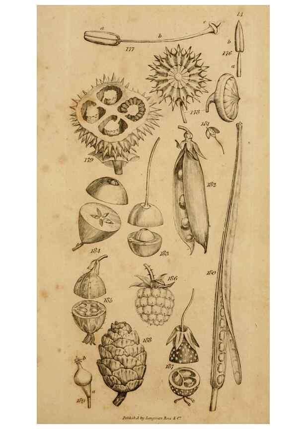 Reproducción/Reproduction 8385924311: An introduction to physiological and systematical botany /. London :Printed for Longman, Hurst, Rees, Orme, and Brown,1819.