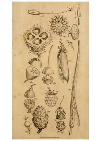 Reproducción/Reproduction 8385924311: An introduction to physiological and systematical botany /. London :Printed for Longman, Hurst, Rees, Orme, and Brown,1819.