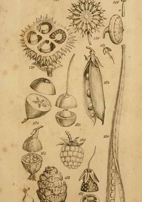 Reproducción/Reproduction 8385924311: An introduction to physiological and systematical botany /. London :Printed for Longman, Hurst, Rees, Orme, and Brown,1819.