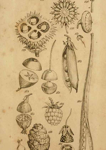 Reproducción/Reproduction 8385924311: An introduction to physiological and systematical botany /. London :Printed for Longman, Hurst, Rees, Orme, and Brown,1819.