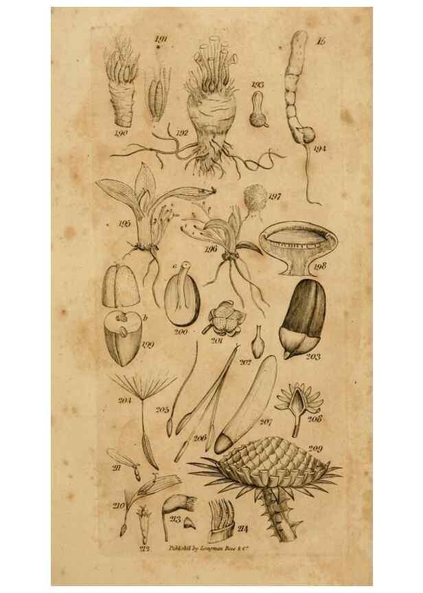 Reproducción/Reproduction 8385924879: An introduction to physiological and systematical botany /. London :Printed for Longman, Hurst, Rees, Orme, and Brown,1819.