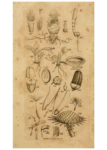 Reproducción/Reproduction 8385924879: An introduction to physiological and systematical botany /. London :Printed for Longman, Hurst, Rees, Orme, and Brown,1819.