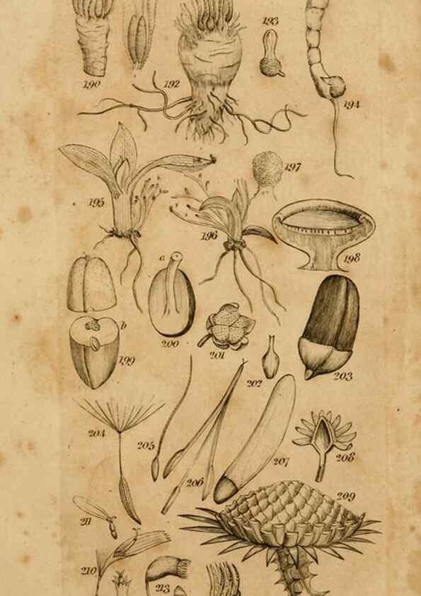 Reproducción/Reproduction 8385924879: An introduction to physiological and systematical botany /. London :Printed for Longman, Hurst, Rees, Orme, and Brown,1819.