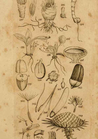 Reproducción/Reproduction 8385924879: An introduction to physiological and systematical botany /. London :Printed for Longman, Hurst, Rees, Orme, and Brown,1819.