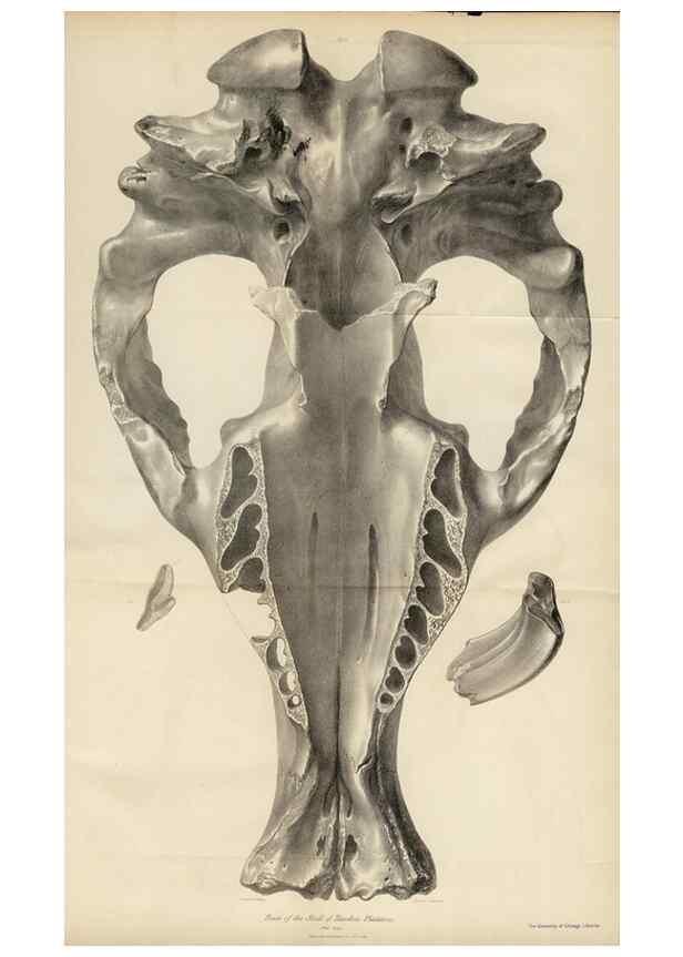 Reproducción/Reproduction 8386000517: The zoology of the voyage of H.M.S. Beagle .... London,Smith, Elder & Co.,1838-