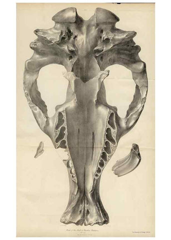 Reproducción/Reproduction 8386000517: The zoology of the voyage of H.M.S. Beagle .... London,Smith, Elder & Co.,1838-