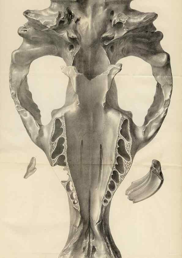 Reproducción/Reproduction 8386000517: The zoology of the voyage of H.M.S. Beagle .... London,Smith, Elder & Co.,1838-