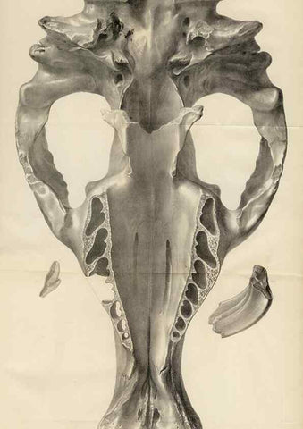 Reproducción/Reproduction 8386000517: The zoology of the voyage of H.M.S. Beagle .... London,Smith, Elder & Co.,1838-