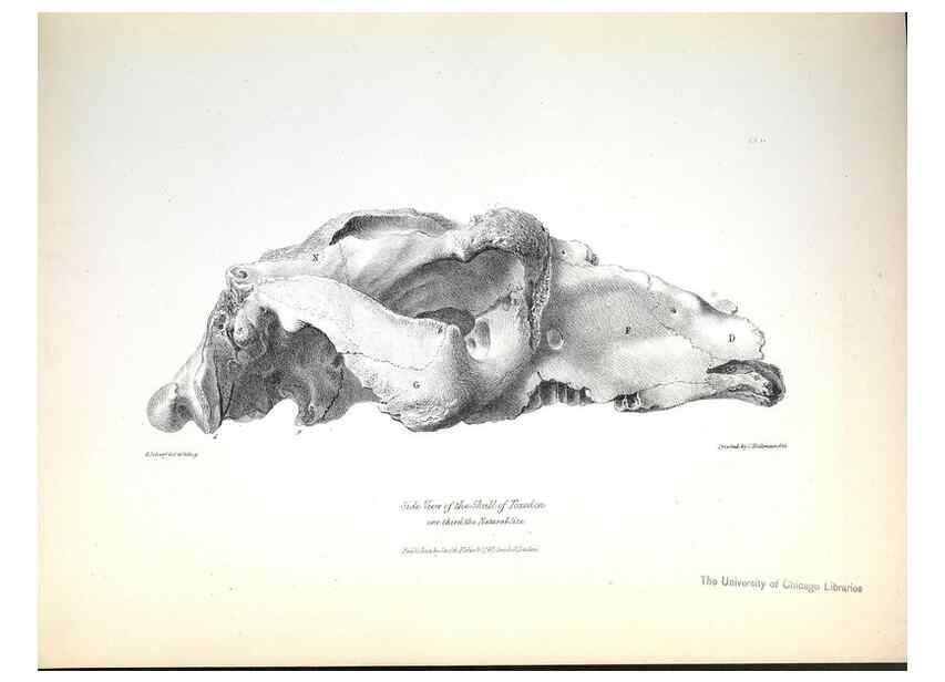 Reproducción/Reproduction 8387086556: The zoology of the voyage of H.M.S. Beagle .... London,Smith, Elder & Co.,1838-