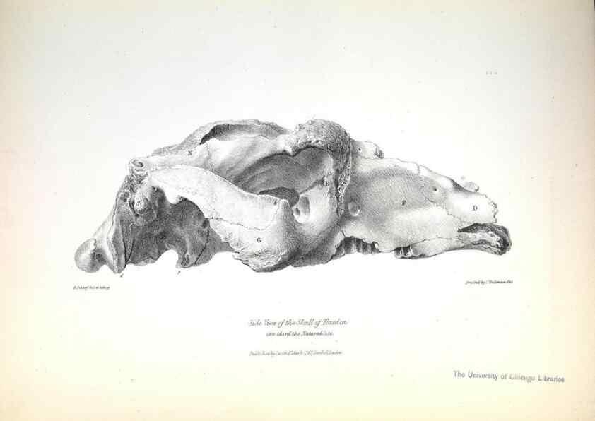 Reproducción/Reproduction 8387086556: The zoology of the voyage of H.M.S. Beagle .... London,Smith, Elder & Co.,1838-