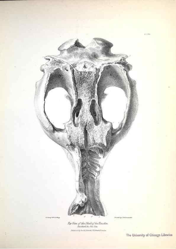 Reproducción/Reproduction 8387087114: The zoology of the voyage of H.M.S. Beagle .... London,Smith, Elder & Co.,1838-
