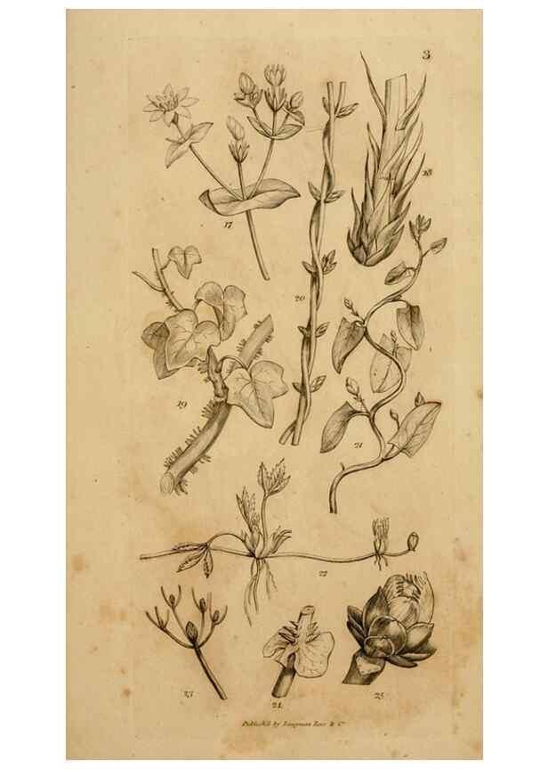 Reproducción/Reproduction 8385917979: An introduction to physiological and systematical botany /. London :Printed for Longman, Hurst, Rees, Orme, and Brown,1819.
