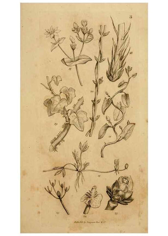Reproducción/Reproduction 8385917979: An introduction to physiological and systematical botany /. London :Printed for Longman, Hurst, Rees, Orme, and Brown,1819.